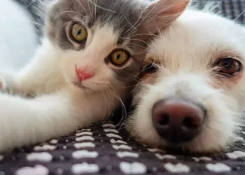 Owning Cats Early in Life May Be Linked to Schizophrenia Risk